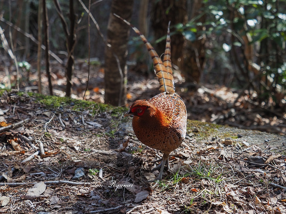 ヤマドリ（山鳥）に逢った_a0330864_20320687.jpg