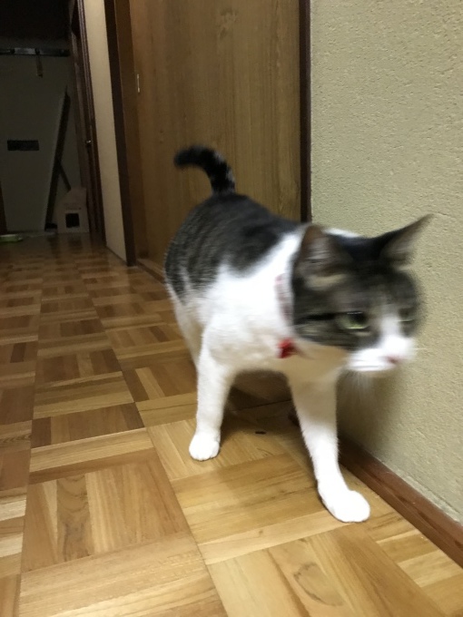 d0128864_16034457.jpeg