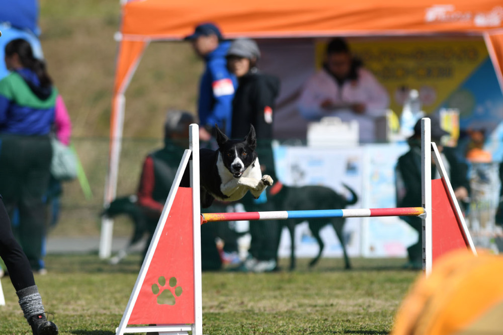 JKC肥後グランシアンクラブアジ競技会 2018/03/10 #10_d0230464_16105047.jpg