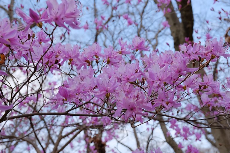 児童遊園地（３月２４日）_c0057265_19424564.jpg