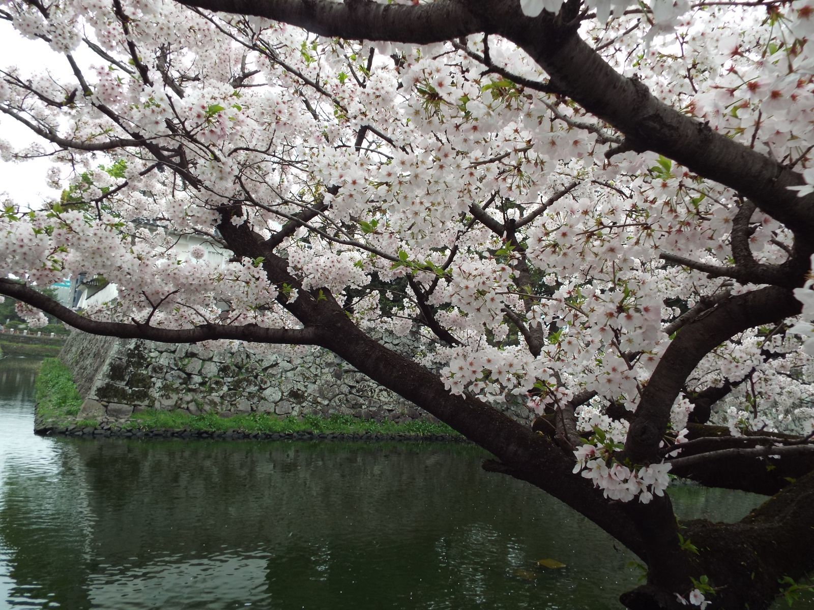 お花見の会2018♪♪開催の御案内_c0253669_16563016.jpg