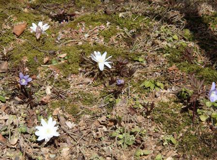 ３月に入ってからの庭の花_a0344771_14201044.jpg