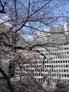 九段の桜_f0112873_0145773.jpg
