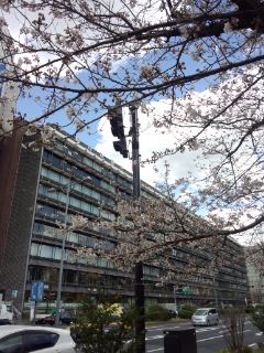 九段の桜_f0112873_0322352.jpg