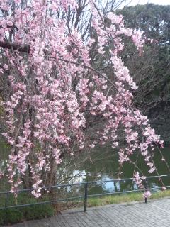 九段の桜_f0112873_0335389.jpg