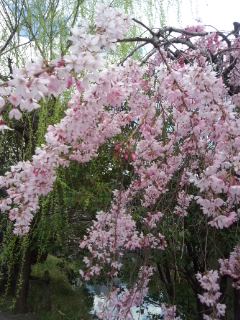 九段の桜_f0112873_0341391.jpg