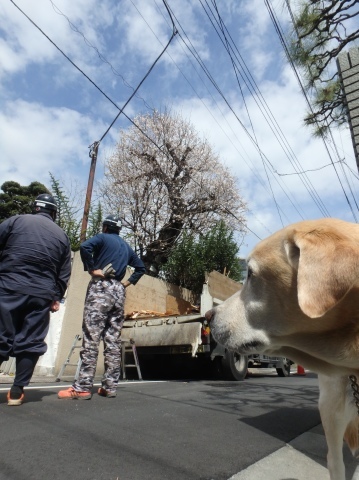 青山墓地も花見が始まった_f0052277_23002299.jpg