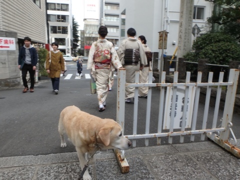 青山墓地も花見が始まった_f0052277_23135220.jpg