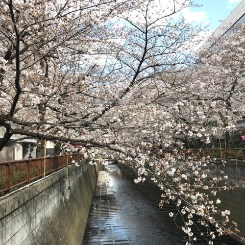 2018年3月23日の桜。_e0275478_10285036.jpg