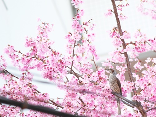 桜に注意!?_f0357682_16271251.jpg
