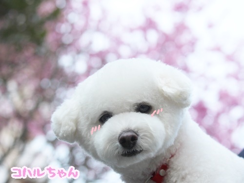 桜に注意!?_f0357682_16282281.jpg