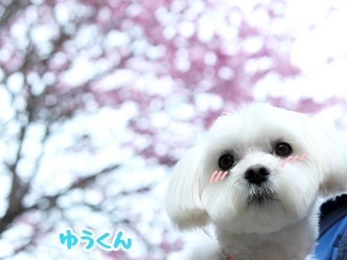 桜に注意!?_f0357682_16282578.jpg