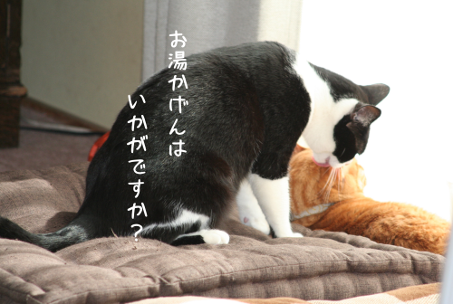 a0216583_12360287.png