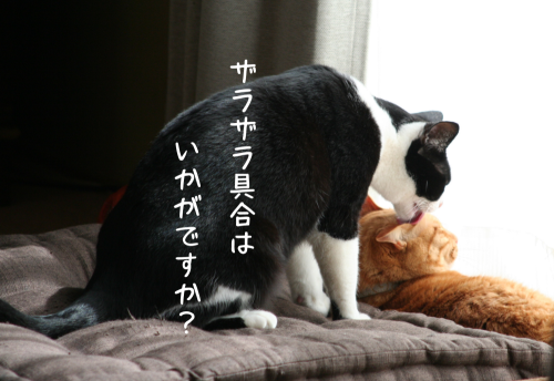 a0216583_12360598.png