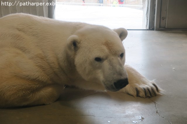 ２０１８年２月　東山動物園　その２_a0052986_073675.jpg