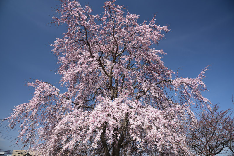 近場で桜_f0202686_14334279.jpg