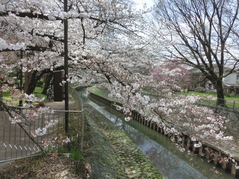 東京が満開になったとの宣言で桜の名所は久々人手が、、、、？_e0159192_19562391.jpg