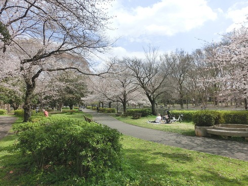 東京が満開になったとの宣言で桜の名所は久々人手が、、、、？_e0159192_1959054.jpg