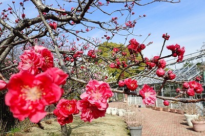 『カトレア原種展』とその他お知らせ_f0203094_10435368.jpg