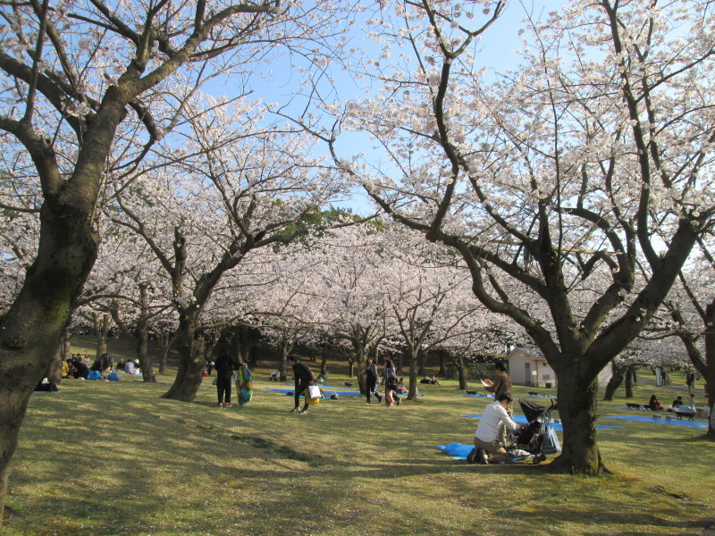 桜まつり始まりました 吉野公園 桜まつり始まりました 吉野公園