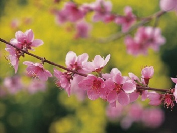 桜 ～ 春分＆清明の頃’21_d0337299_00274082.jpg
