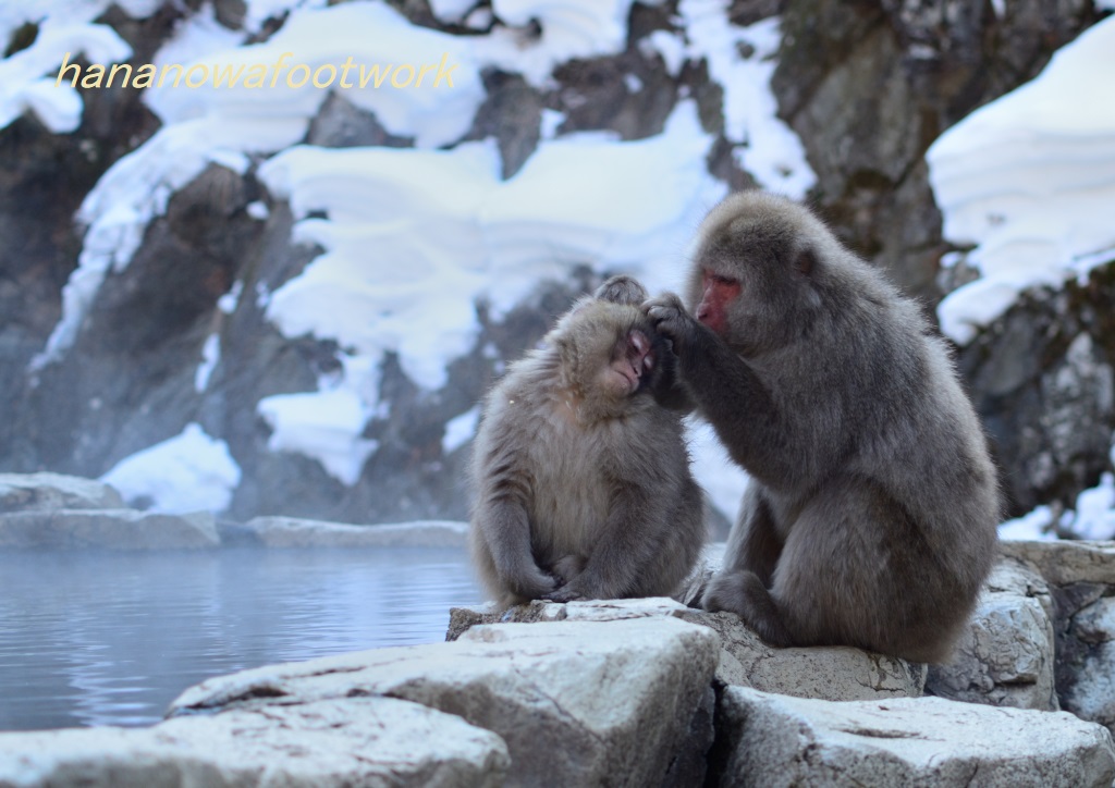 2月の野猿公苑、3月高峰高原_b0228502_23522432.jpg