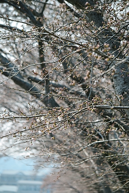 今年も堤防の桜♪_a0240403_22384292.jpg