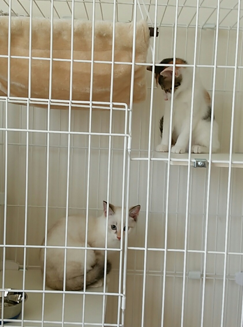 ノバの姉妹猫_f0255704_20014106.jpg