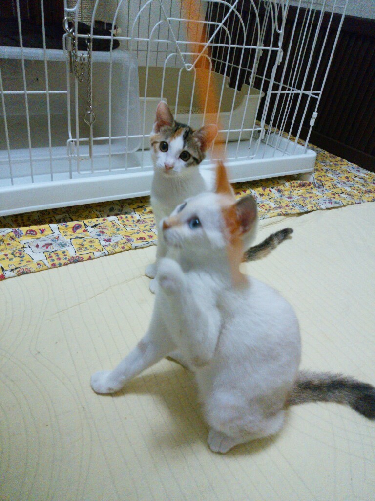 ノバの姉妹猫_f0255704_20031994.jpg