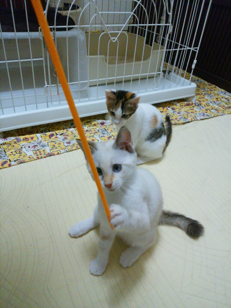 ノバの姉妹猫_f0255704_20031996.jpg
