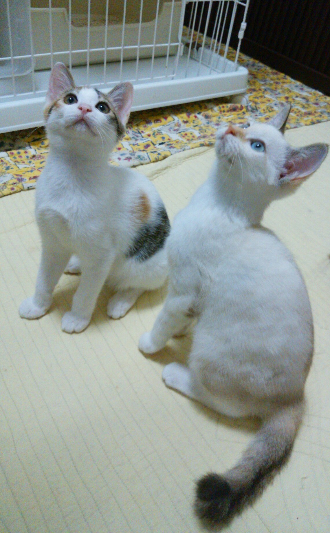 ノバの姉妹猫_f0255704_20062175.jpg