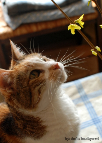 レンギョウの花。ということは・・・。_b0253205_05470701.jpg