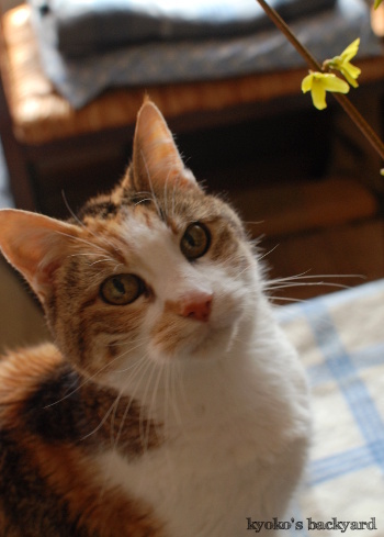 レンギョウの花。ということは・・・。_b0253205_05472371.jpg
