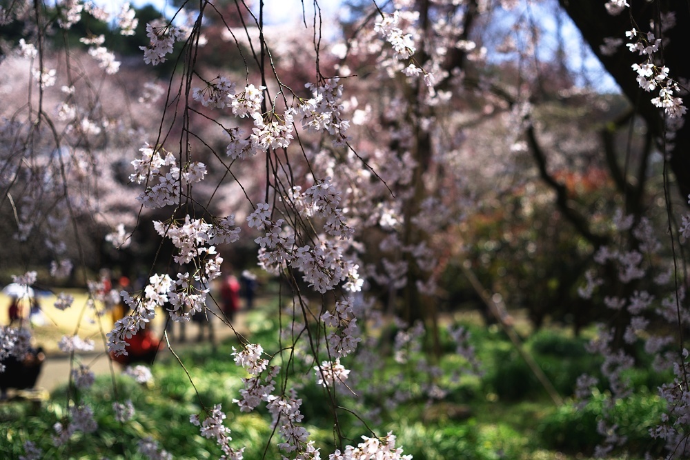 枝垂れ桜が咲く_d0376905_20462882.jpg