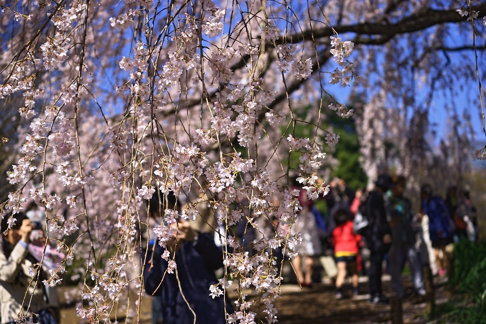 枝垂れ桜が咲く_d0376905_20484490.jpg