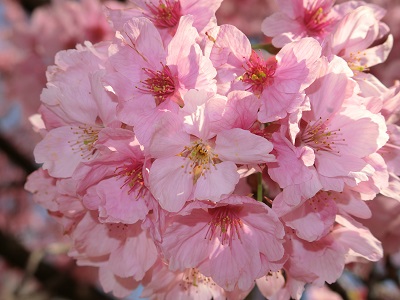 新宿御苑の桜_c0015706_17455175.jpg