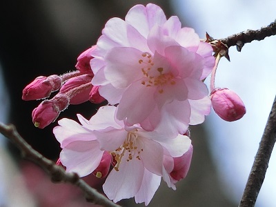 新宿御苑の桜_c0015706_17481283.jpg