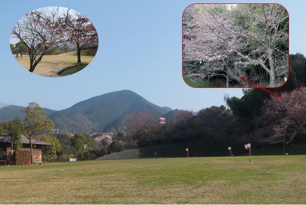 小松中央公園の桜です_f0231708_21153800.jpg