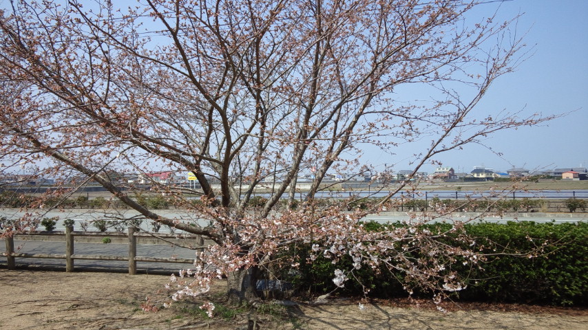 やっと徳島の桜も開花：今日は爽やかな一日だったナア。。。_a0348309_20353574.jpg