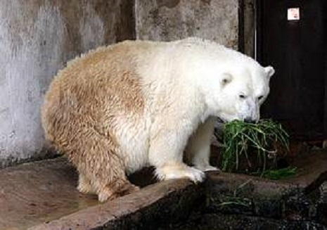 ラトヴィア・リガ動物園のロメオの飼育環境への非難を迅速に鎮火する同園 ～ 「カザン血統」の実像_a0151913_425469.jpg