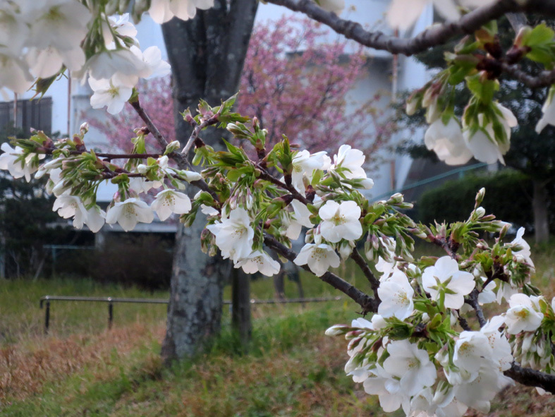 ■白い花、紅い日没──週替わりの夕暮れ［3/25］_d0190217_22111905.jpg