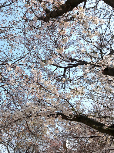 桜 2018_f0192122_14223566.jpg