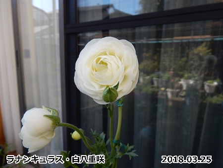 e0033229_18103686.jpg