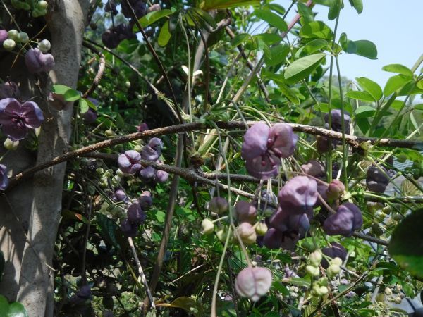 松島の芽吹きの色・形_c0222430_20553094.jpg