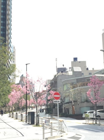 桜散歩と桜スタイリング_e0262430_11251999.jpg
