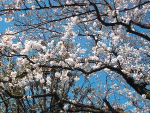 沼津、近場のお花見ジョグ_f0211837_16480348.jpg