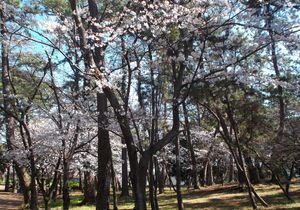 沼津、近場のお花見ジョグ_f0211837_16565716.jpg