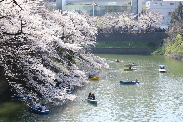 2018.03　千鳥ヶ淵〜日本武道館〜靖国神社　千鳥ヶ淵_e0385347_21155134.jpg