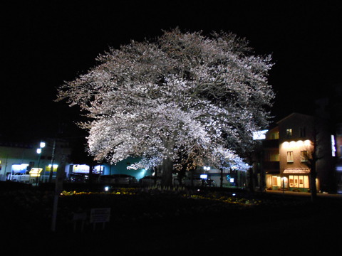 中央学院、散る_b0050651_858332.jpg