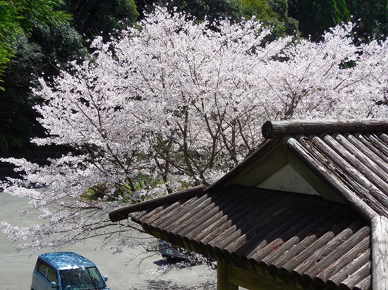 蒲生のサクラ2018.03@蒲生城山公園_f0130557_23021216.jpg